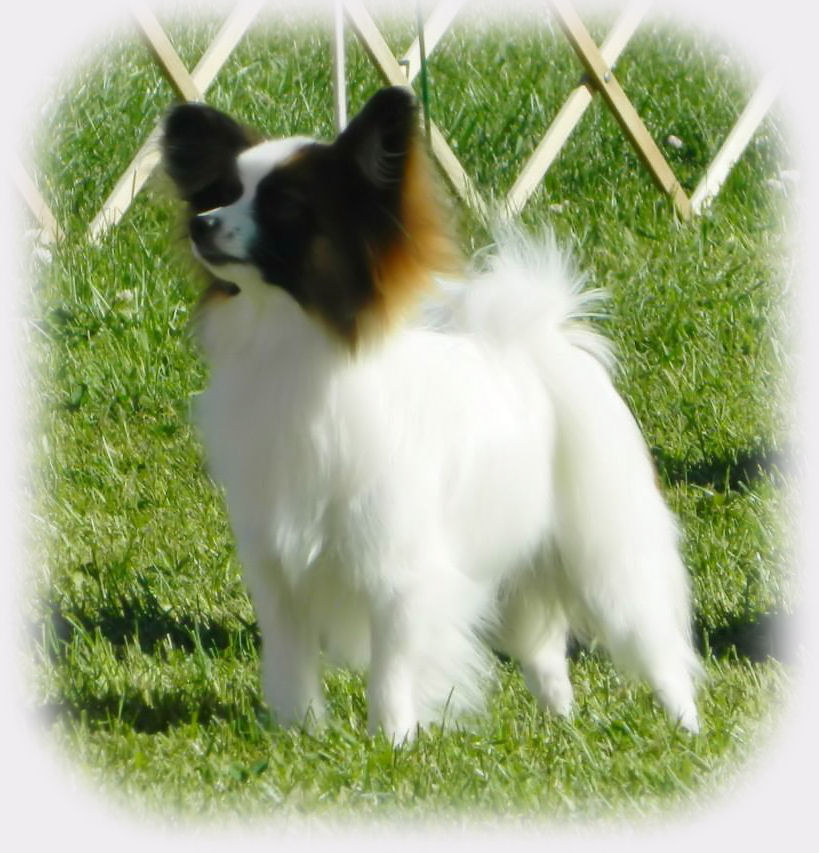 Papillon Breeders Papillon Pups Papillon Information